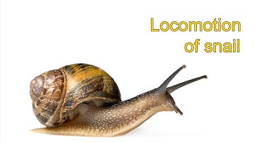 Locomotion of Snail
