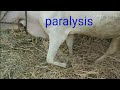 Paralysis(radail nerve paralysis) in cattle(animals) how vet doctor treated/ paralysis in cows