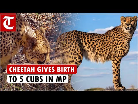 South African cheetah 'Gamini' gives birth to 5 cubs at Kuno National Park in MP