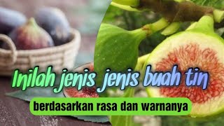 These are the types of figs with the sweetest taste