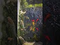 Watching These Koi Is So Satisfying