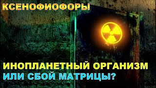 Ксенофиофоры - инопланетный организм или сбой матрицы?