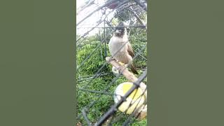 Chim bông lau chuẩn