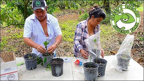 How to Graft Mango Using Top Working, Cleft Graft, and Veneer Graft