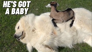 GIANT GUARD DOG HAS A NEW BABY GOAT BUDDY