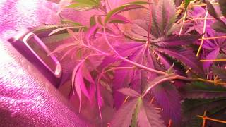 125w led cfl 707 headband og18 grow