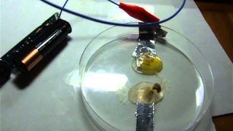 Physarum sound real time