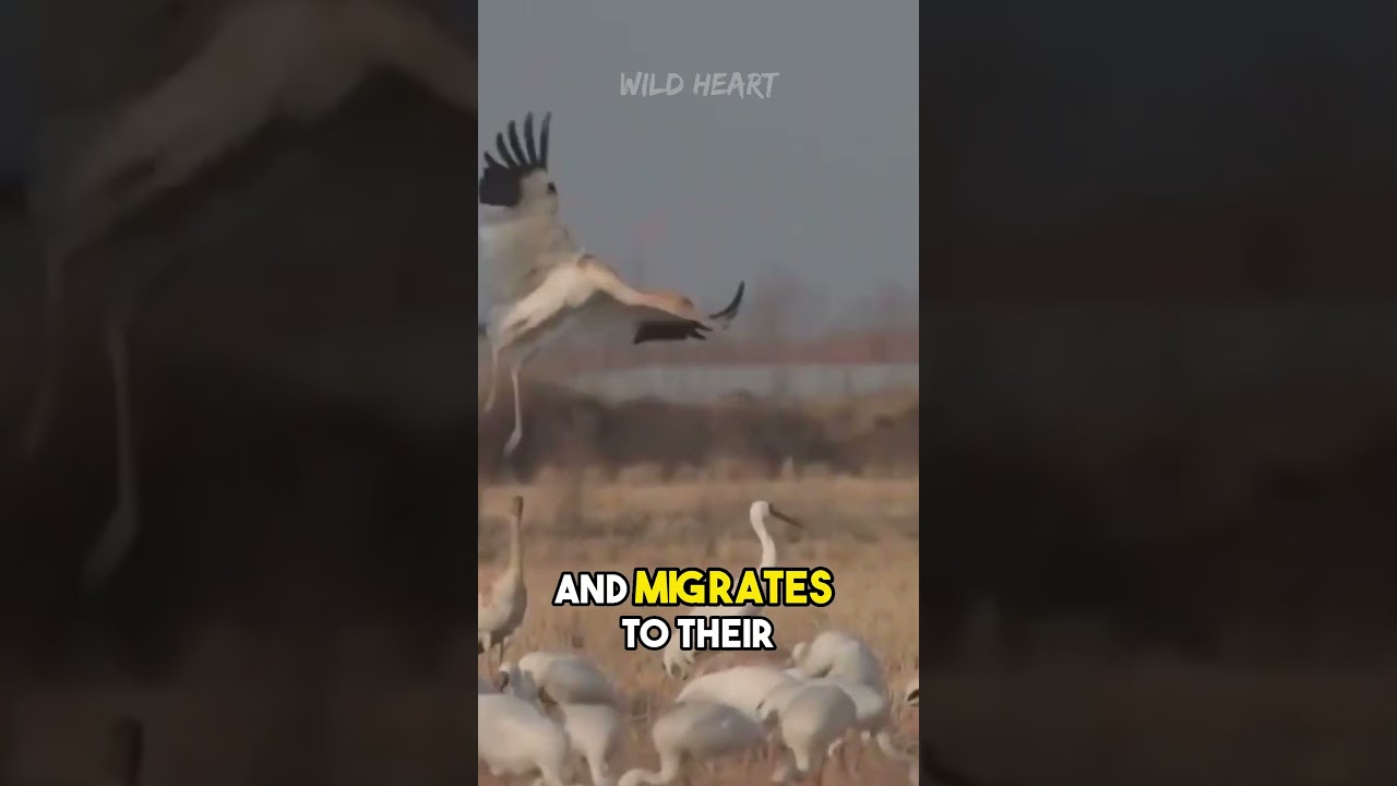 Siberian Crane | From Russia with Love