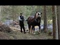Holzrücken mit Pferden / Wood-pulling with carthorses / Camporosso Italien / Italy