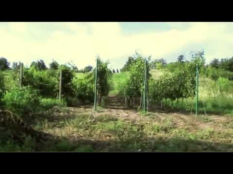 Video: „Zelené“ropné Stredisko