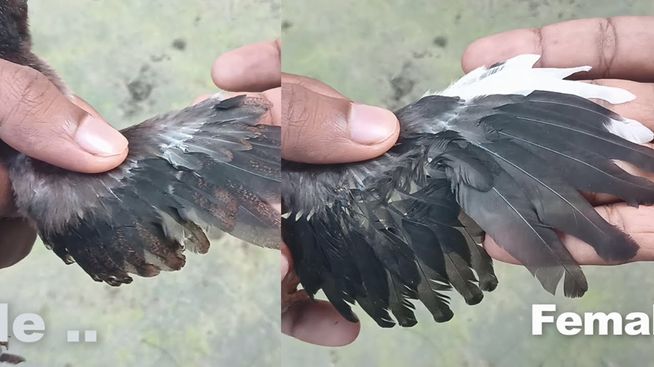 chicken male female difference // how to tell it a baby chick is male