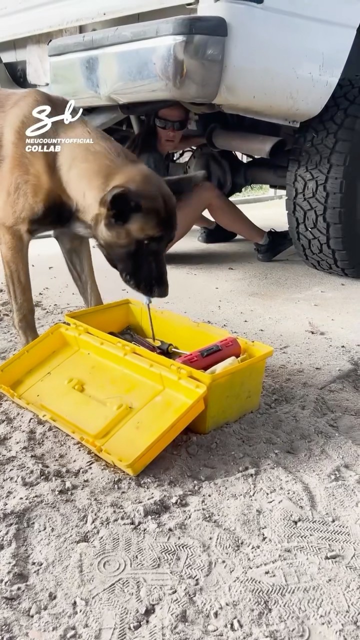 Keeping things on track with their paw-some assistant! ? #dogs #cars #cute
