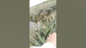 câu cá lóc líp khóm tân phước tiền giang @HuynhPham