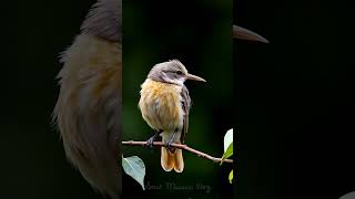 The Most Beautiful Bird You’ll See Today ❤️🐦🕊️ #vlog #music #nature