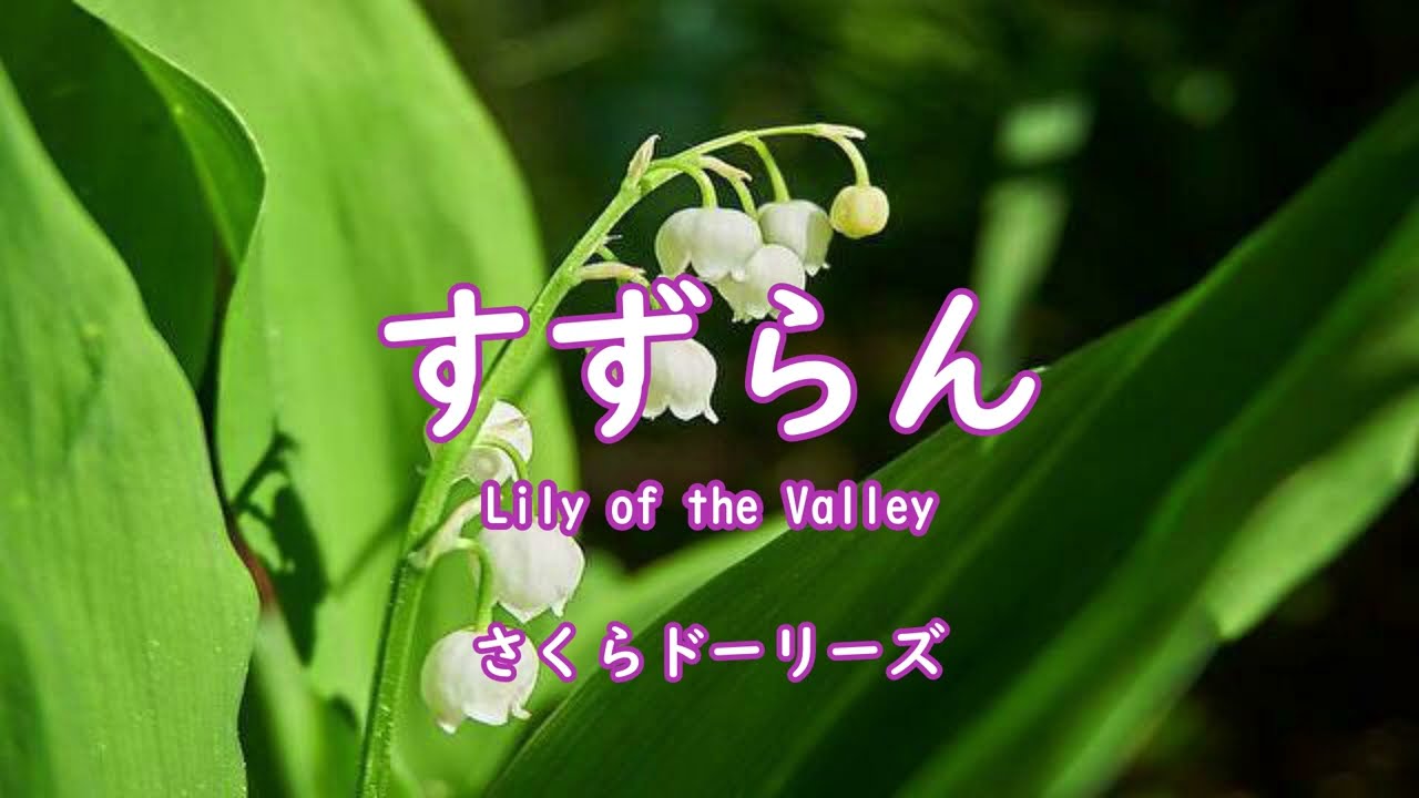 童謡 すずらん Lily of the Valley さくらドーリーズ - YouTube