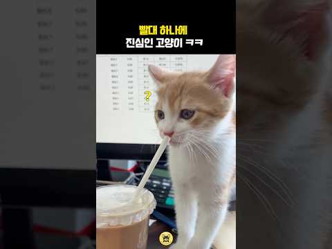 빨대 하나에 진심인 고양이 ㅋㅋ #동물 #고양이 thumbnail
