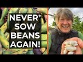 How to grow beans year after year  perennial runner beans