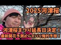 【2025河津桜】 2.14最新開花予測　延長決定　河津桜まつり　お得情報