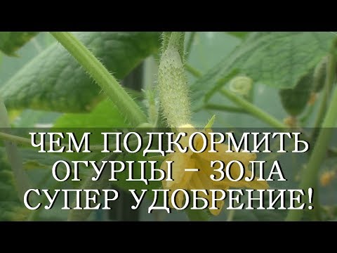 ЧЕМ ПОДКОРМИТЬ ОГУРЦЫ ЗОЛА СУПЕР УДОБРЕНИЕ!