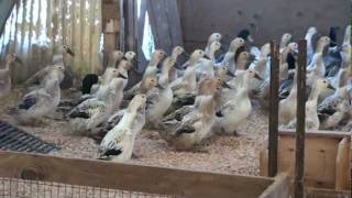 Buy Order Ducklings - Welsh Harlequin Ducks - Metzer Farms