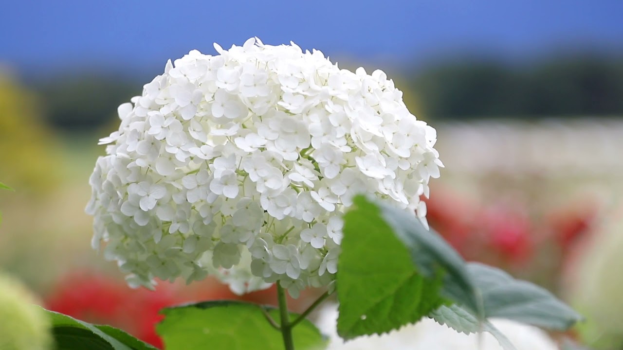 信州スカイパークのアナベル 花言葉は ひたむきな愛 信州スカイパーク アナベル Youtube