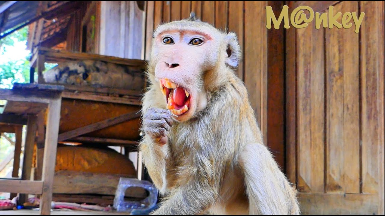 What's this? After eating a mango he clears his teeth. - YouTube