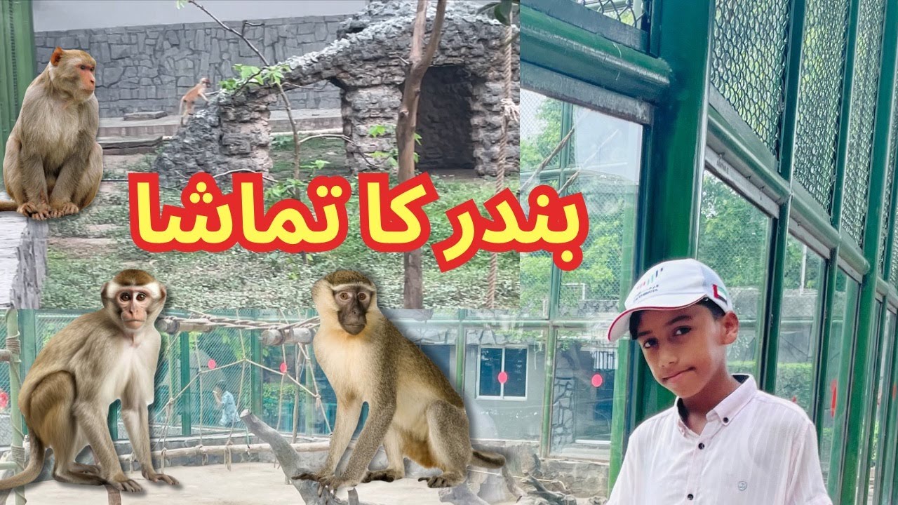 Lahore Zoo Visit 4K | European Style Zoo In Pakistan 🐳🐅🐆 | Part 2