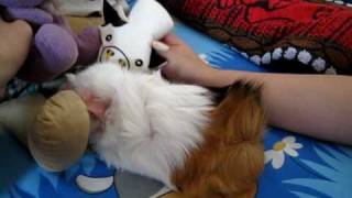 MIMI guinea piggy with soft toys! FUNNY VOICE TALKING! screenshot 1