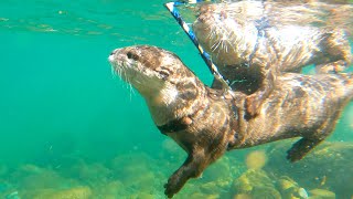 Teaching an otter how to swim in a river. [Otter life Day 491]