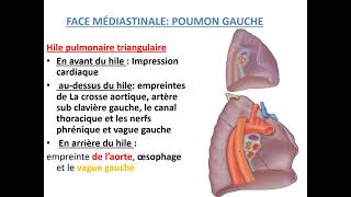 LUNGS and PLEUVA