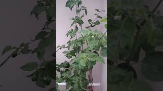 Hamro #Menatth ko #Fol #Harnuhoss hai #Guys #short #video #ARaiVlogs20
