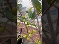 #fruit #gardenflower #greenrooftop #mango #rose #gardening #gardenrose #nature #flower