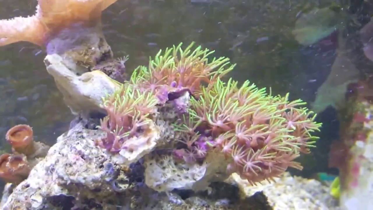 Clavularia Viridis y Sinularia Flexibilis, Video HD; Costa Rica