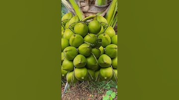 Unique Technique Grafting Coconut Tree #shorts