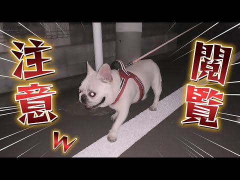 夜の散歩はホラー過ぎたwww【フレンチブルドッグ frenchbulldog】