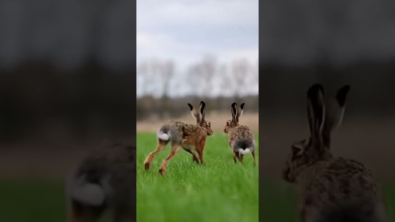 💥follow me for more content 💥 