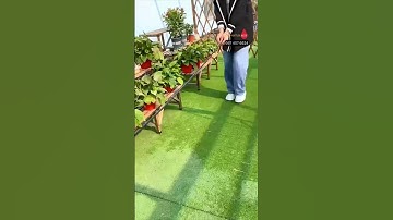 Hướng dẫn lắp bộ phun sương béc đồng uốn cong 360 độ nhiều hướng GIÁ RẺ DỄ LẮP#becphunsuong