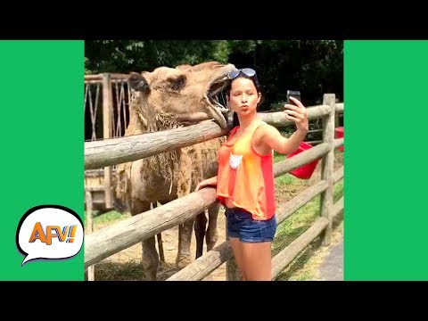 unexpected-animal-attacks!-|-afvs-wildest-animal-moments