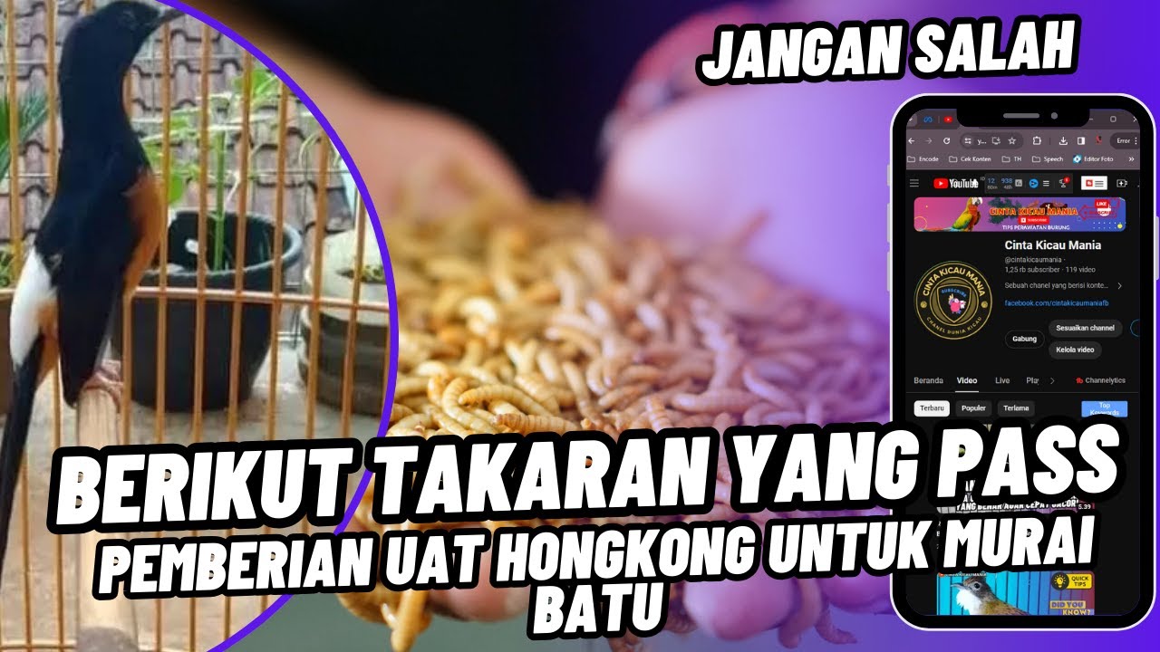 Jangan Salah! Berikut Takaran Ulat Hongkong Yang Tepat Untuk Burung Murai Batu Agar Gacor Maksimal