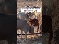गौ माता🥺🙏 #ytshorts #shortsfeed #shorts #gaurakshak #gaumata #animallovers #viralvideo #cowlover