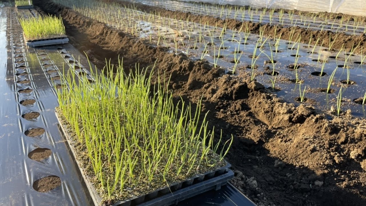 玉ねぎ種まき 畑に直播とポット種まき 失敗しない育て方 22 9 2 Youtube