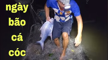 Dô Mánh Rồi Không Ngờ Đường Lưới Vậy Mà Trúng Bầy Cá Cóc Nhiều Kinh Khủng # SĂN BẮT ĐỒNG THÁP #