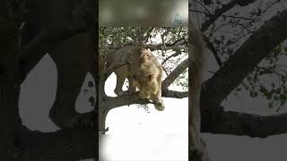 Когда лев явно переоценил себя!!!