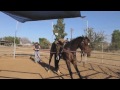 Working with a dangerous rearing up horse - Marley Day#2