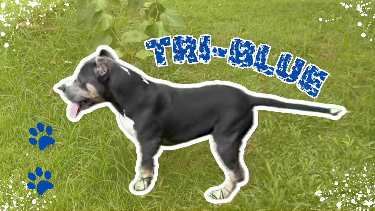Tri-Blue!! - YouTube