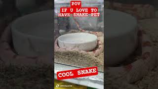 SNAKE PET❤️#cutepet #fypviralシviral #petlovers
