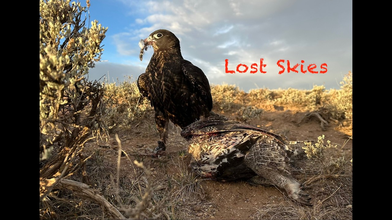 Falconry  Lost Skies   Produced by: Steve Chindgren