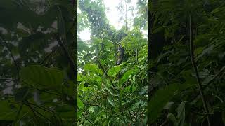 Proses Ambil Madu Yang Dipenuhi Duri Duri Tajam