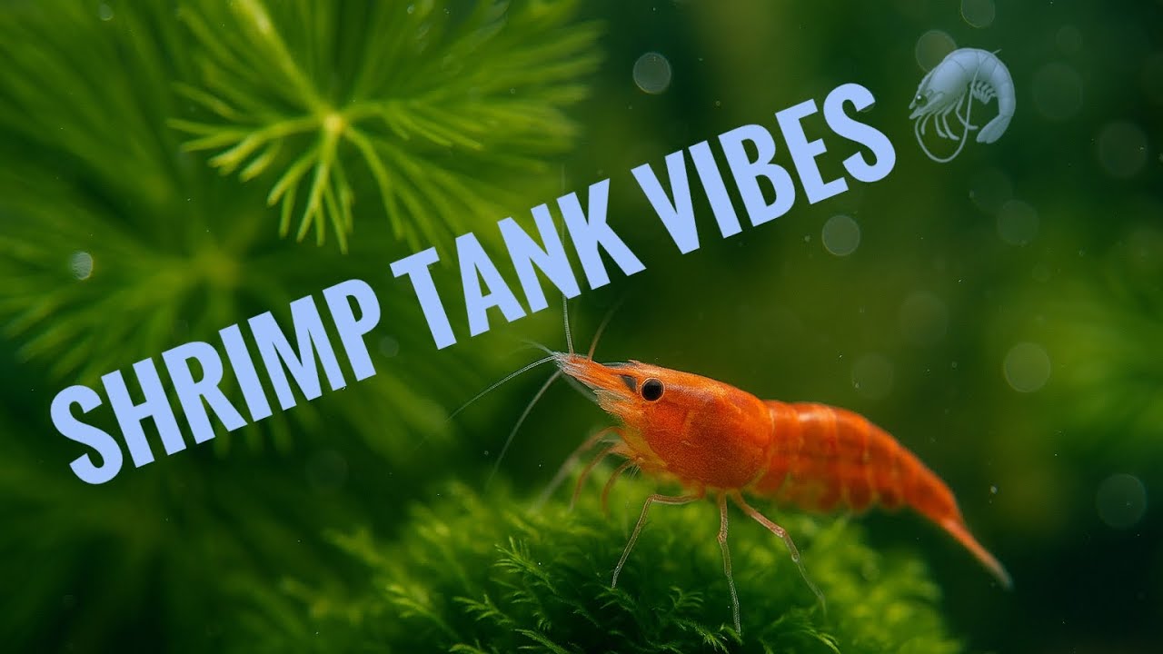 Shrimp Tank Vibes 🦐 | ASMR Aquascape