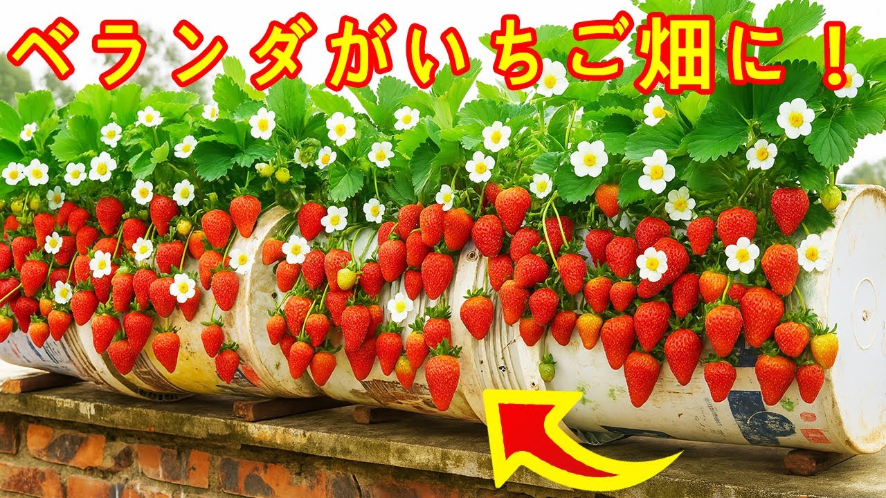 家庭菜園アイデア｜ベランダでいちごが豊作に！庭がなくても大丈夫